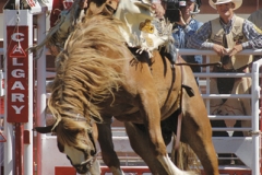 calgary-stampede2