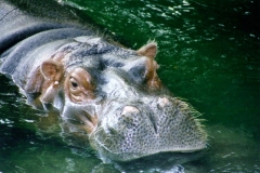 calgary-zoo-1