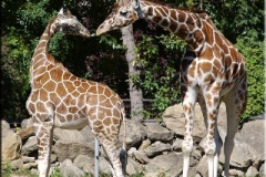 calgary-zoo-2