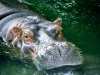 calgary-zoo-1